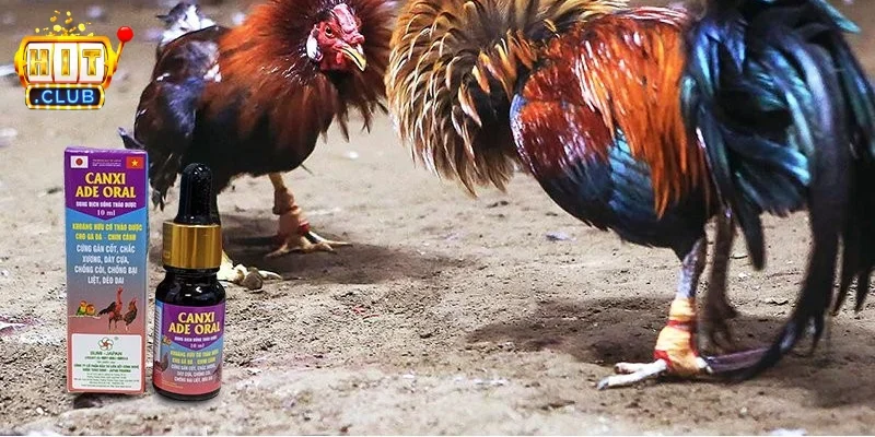 Thuốc dành cho gia cầm cần được sử dụng đúng mục đích