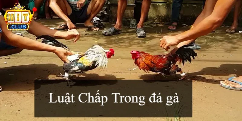 Luật chấp trong đá gà vai trò trong các trận đấu 2026 1 Luật chấp trong đá gà là gì?