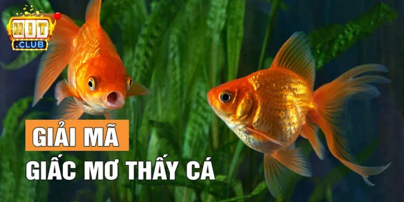 Nằm mơ thấy cá tổng quan về ý nghĩa và những điều cần biết 8 Nằm mơ thấy cá là hiện tượng phổ biến