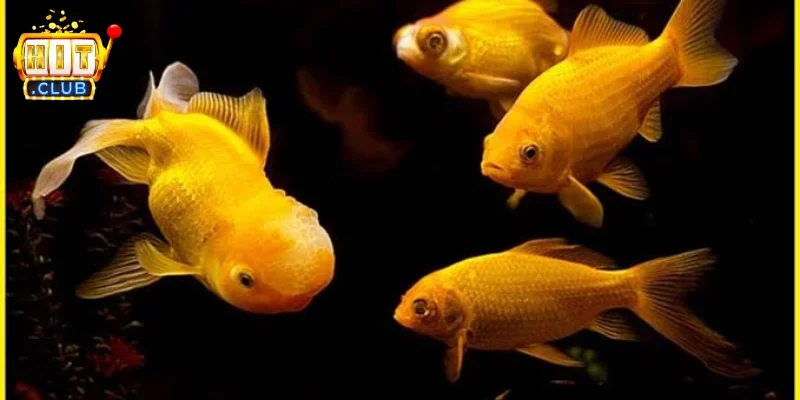 Mối liên hệ giữa giấc mơ và cảm xúc